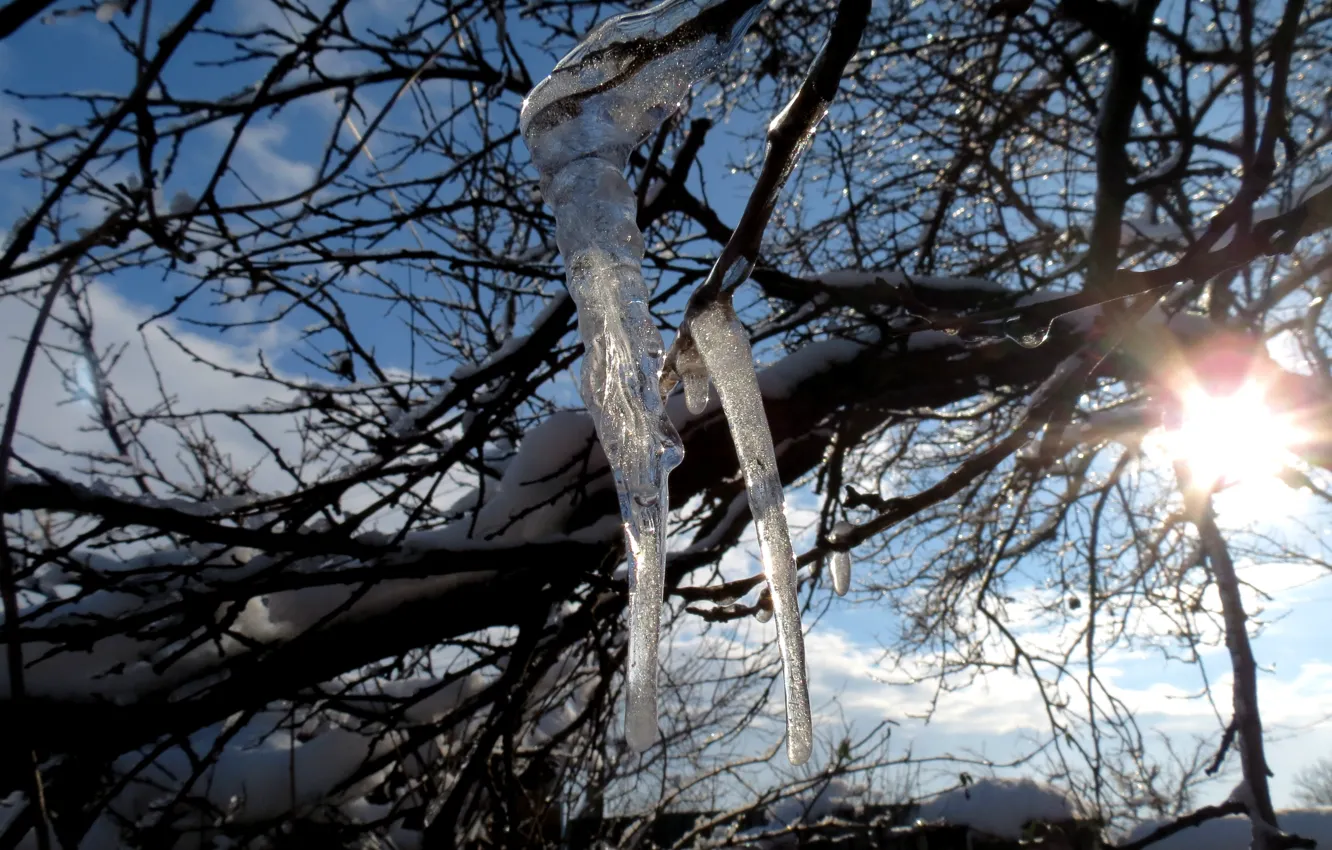 Фото обои лед, зима, солнце, снег, дерево, сОсульки