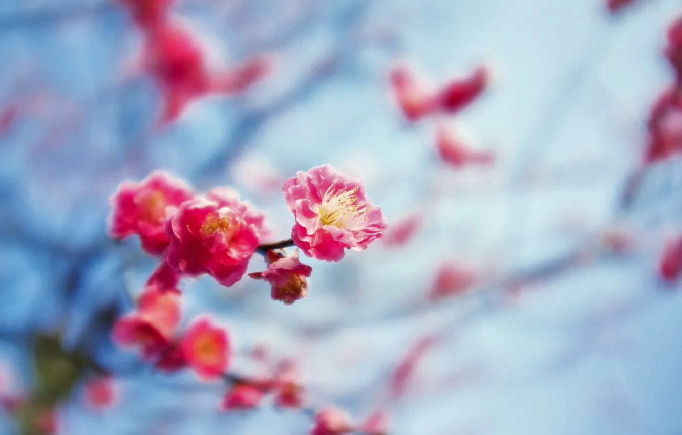 Фото обои цветок, небо, ветки, сакура