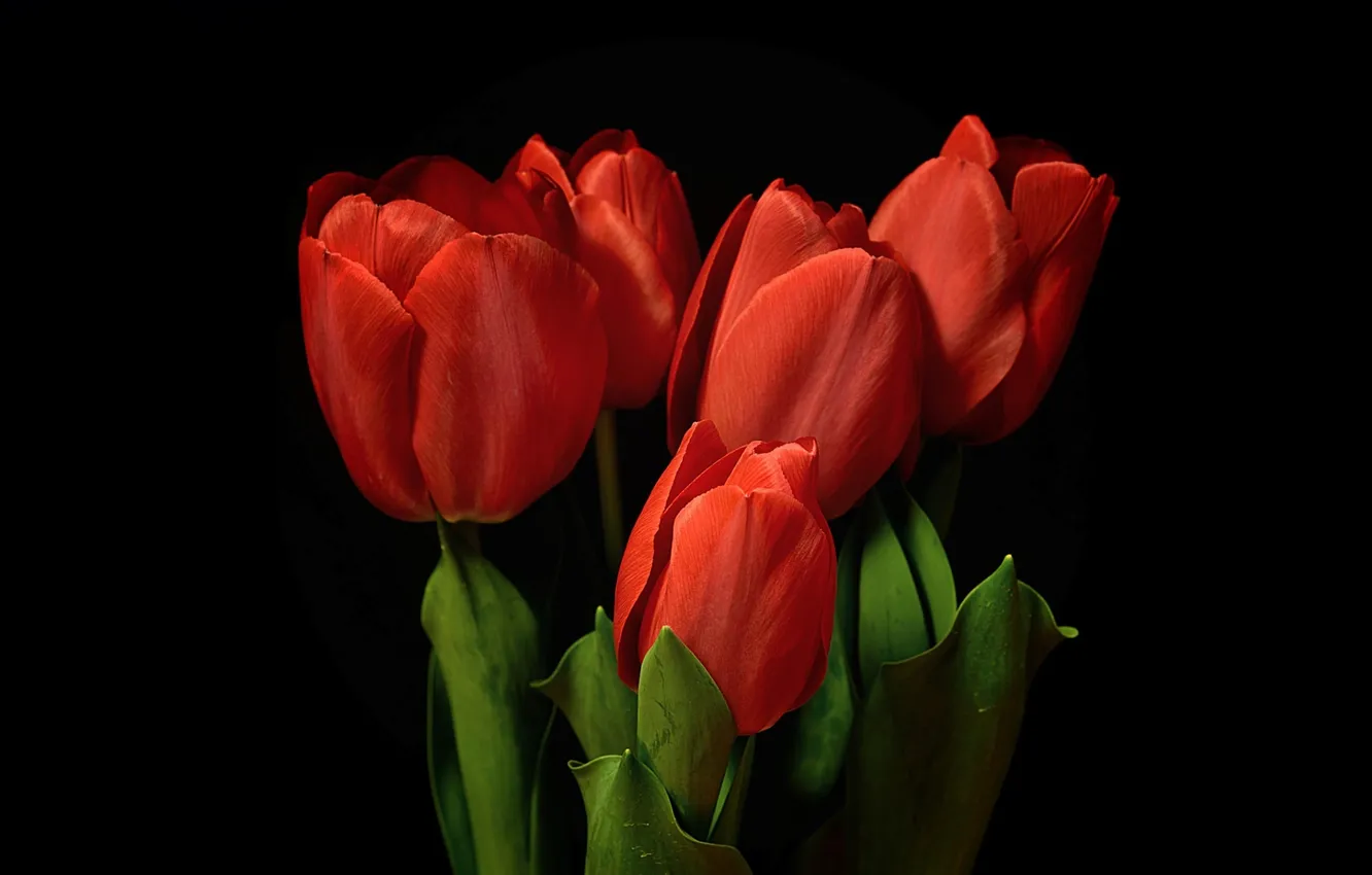 Фото обои цветы, фон, тюльпаны