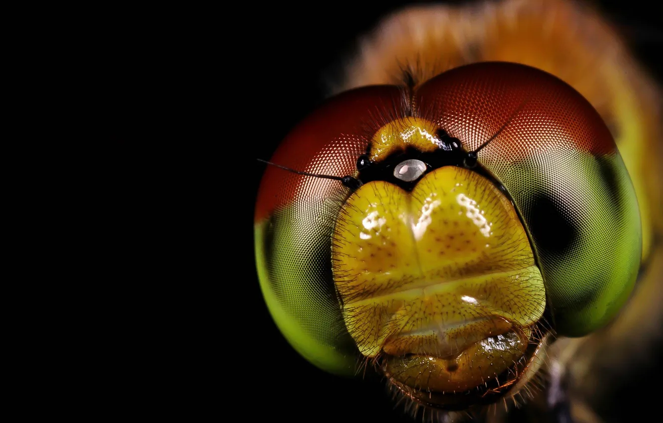 Фото обои глаза, макро, макросьемка, муха, насекомое