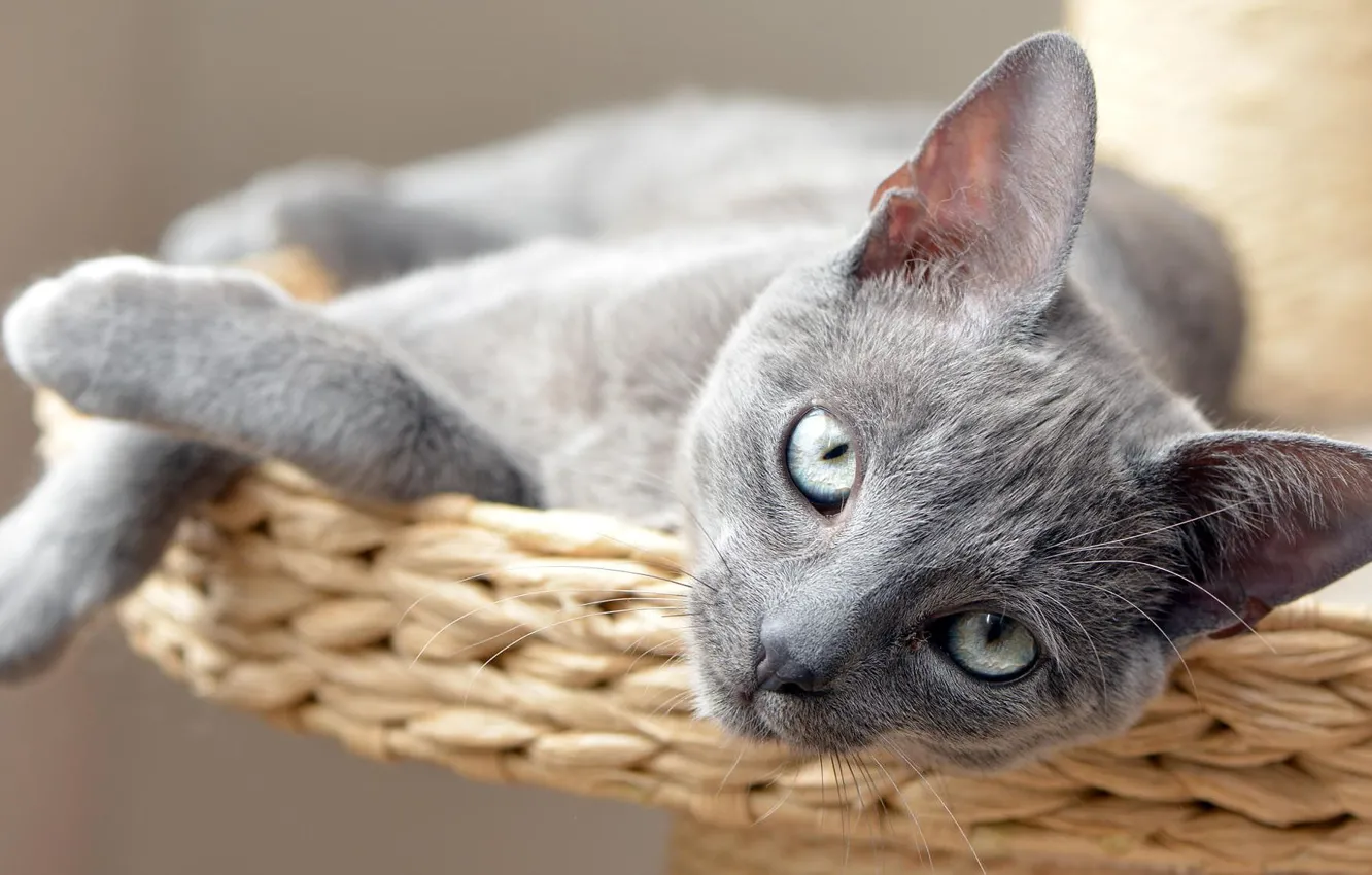 Фото обои кошка, кот, взгляд, котенок, серый, портрет, лежит, дымчатый