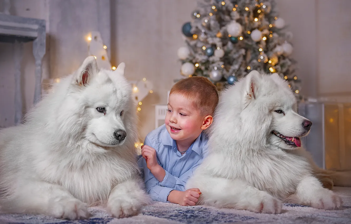 Фото обои животные, собаки, праздник, новый год, мальчик, пара, ёлка, ребёнок