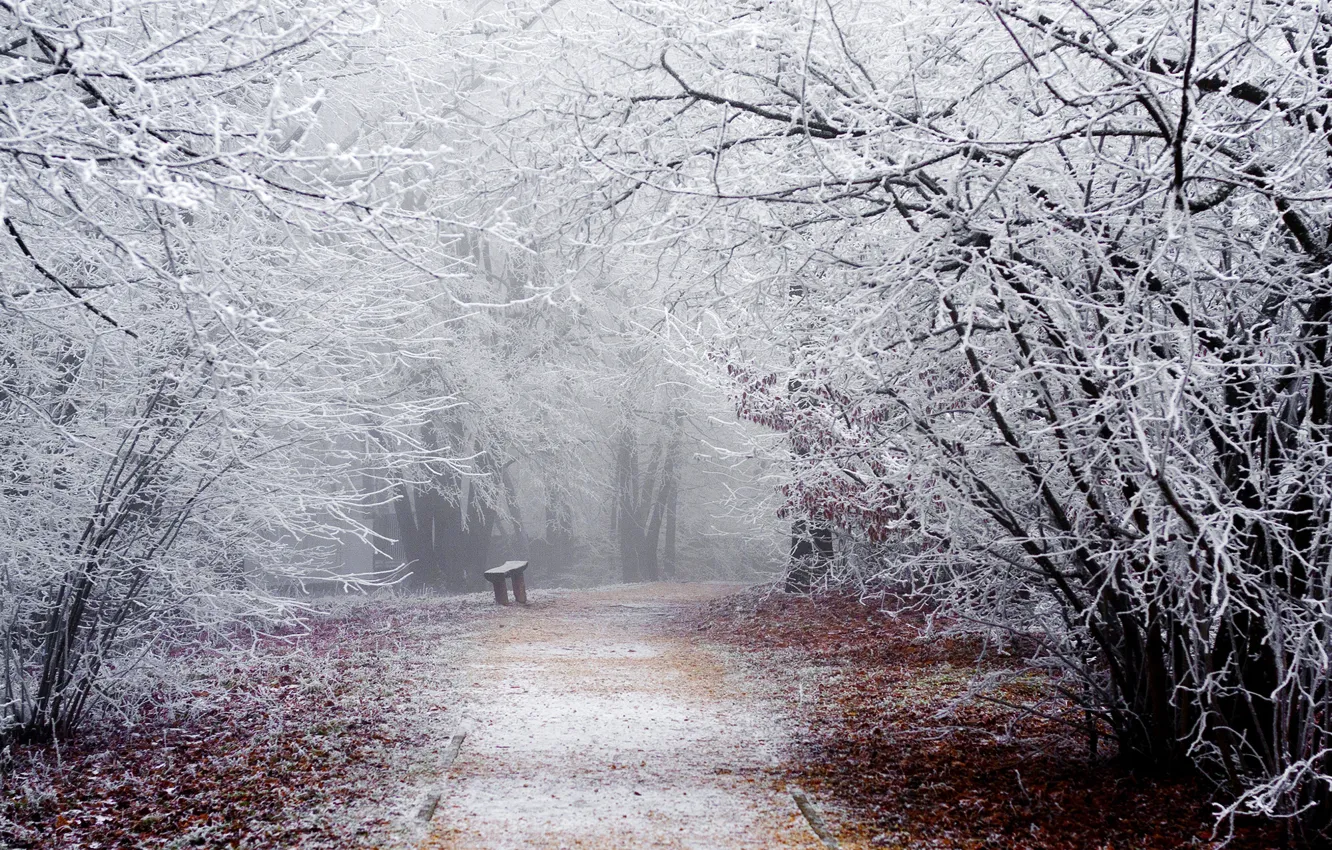 Фото обои зима, иней, дорога, снег, деревья, скамейка, ветки, природа
