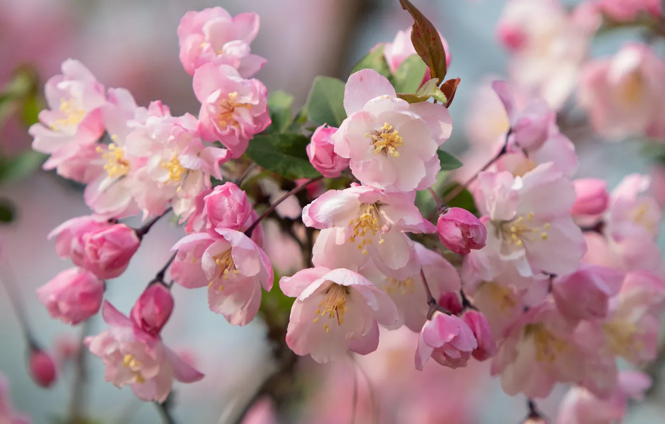 Фото обои цветы, ветка, весна, розовые, яблоня, цветение, много, боке