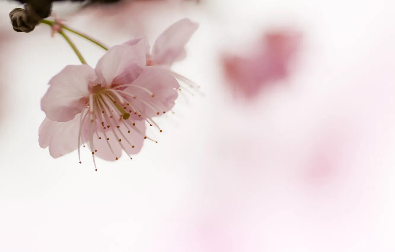 Фото обои цветок, вишня, фон, розовый, размытость