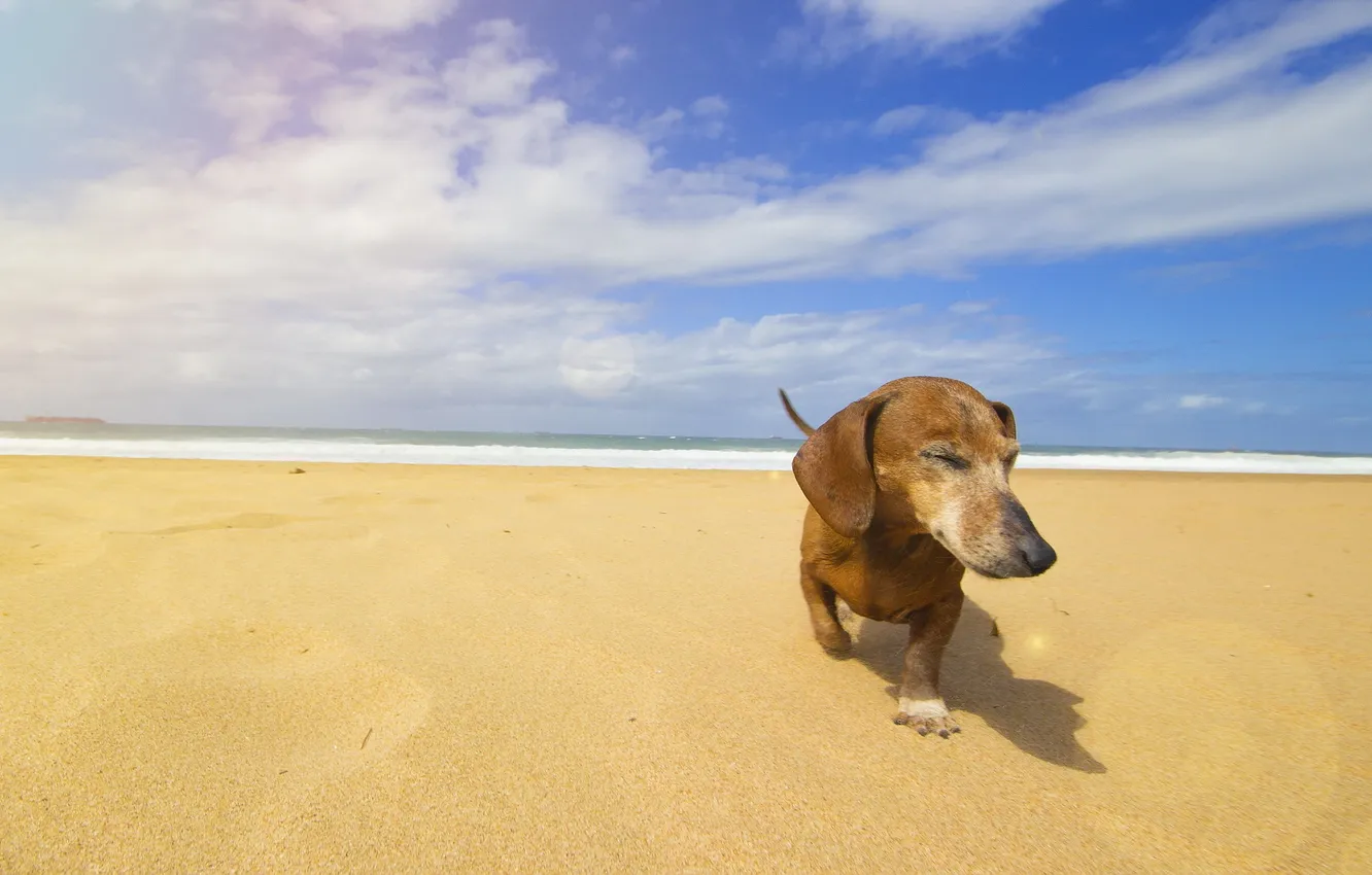 Фото обои пляж, лето, собака
