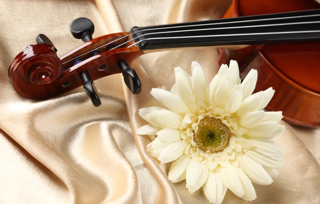 Фото обои цветок, скрипка, ткань, flower, атлас, violin, fabric, белая гербера