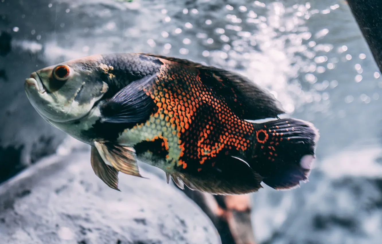 Фото обои animal, Brown, Silver, animal photography, and Black Oscar Fish