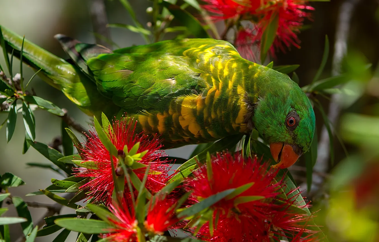 Фото обои цветы, птица, попугай, Каллистемон, Чешуйчатогрудый лорикет