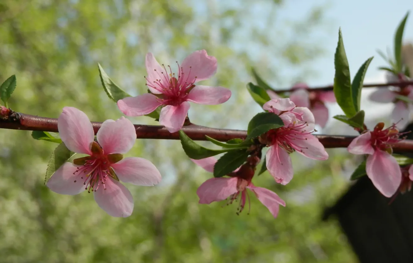 Фото обои цветы, город, весна