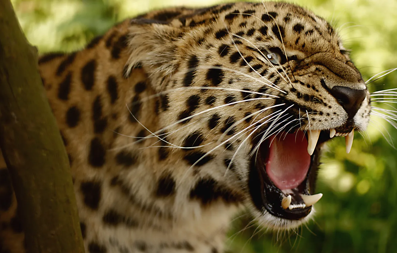 Фото обои Леопард, оскал, большая кошка, угроза