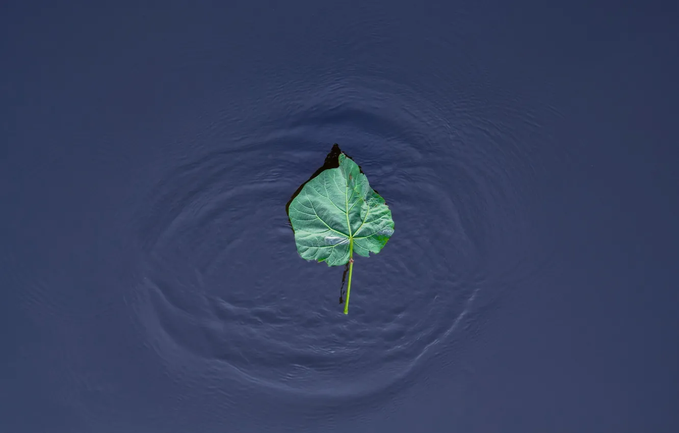 Фото обои вода, природа, лист