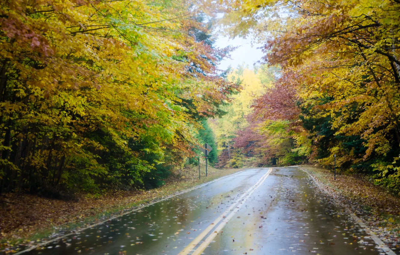 Фото обои дорога, осень, лес, деревья, туман, дождь, forest, Nature