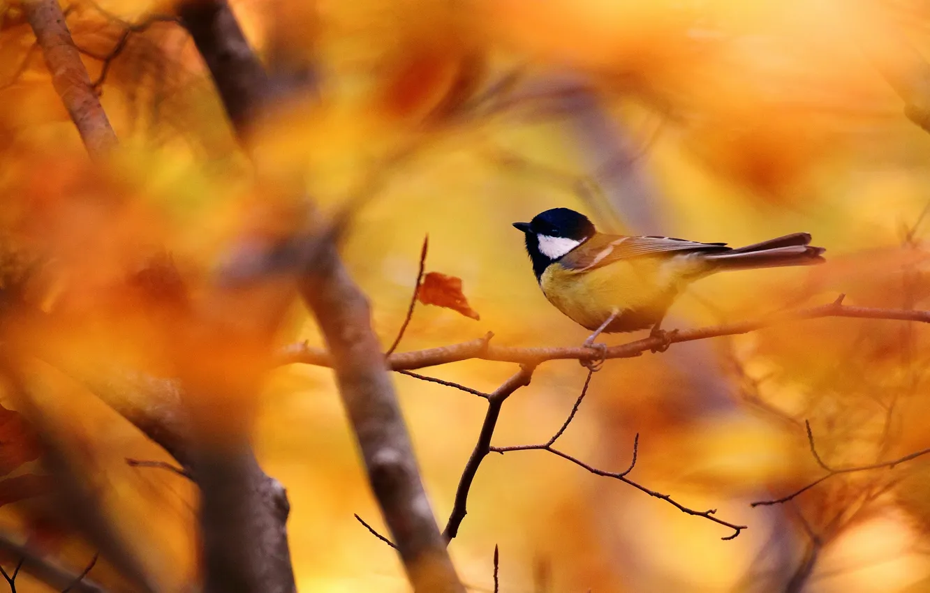 Фото обои осень, листья, ветка, птичка, боке