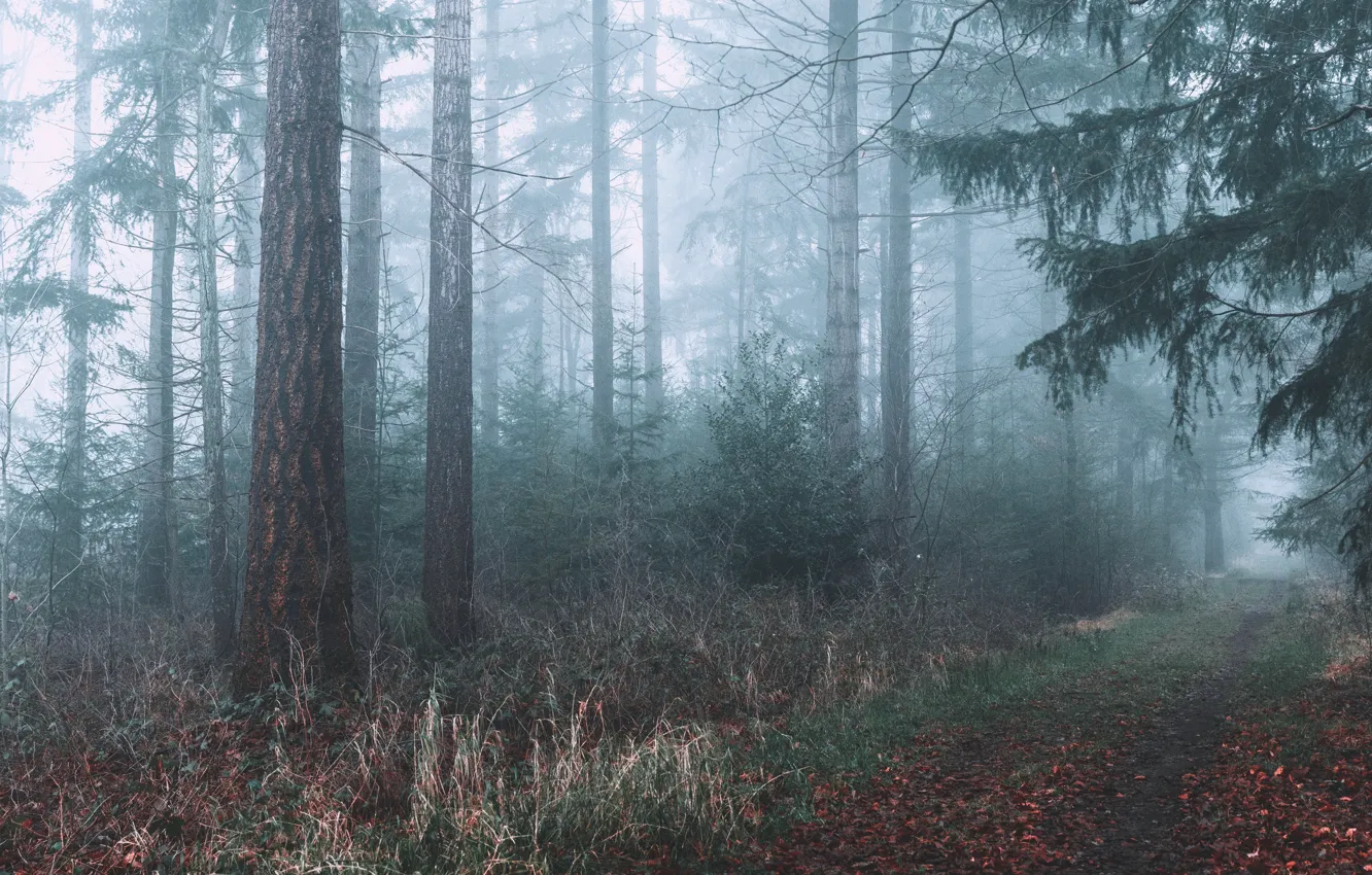 Фото обои осень, лес, деревья, природа, туман, тропинка