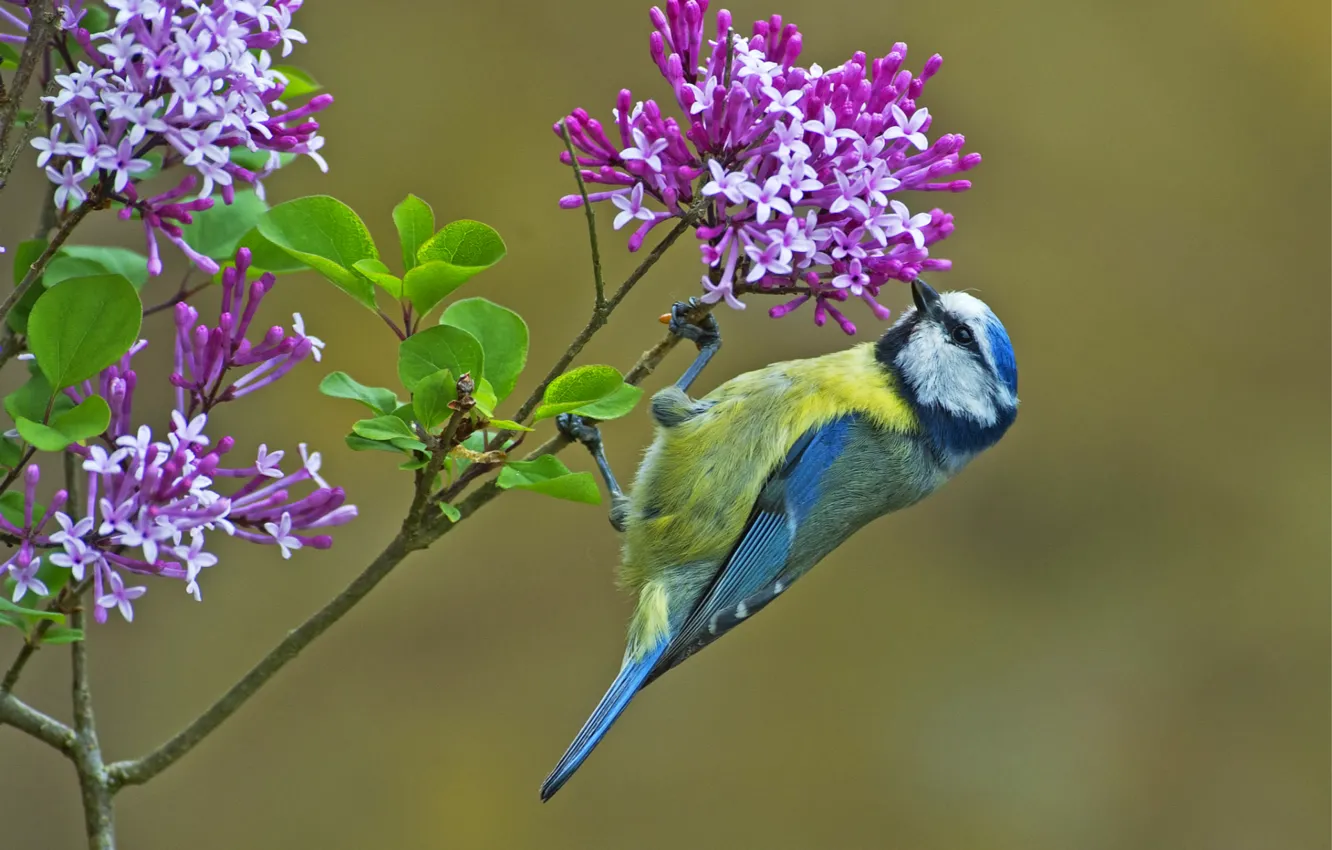 Фото обои цветок, птица, ветка, синица, лазоревка