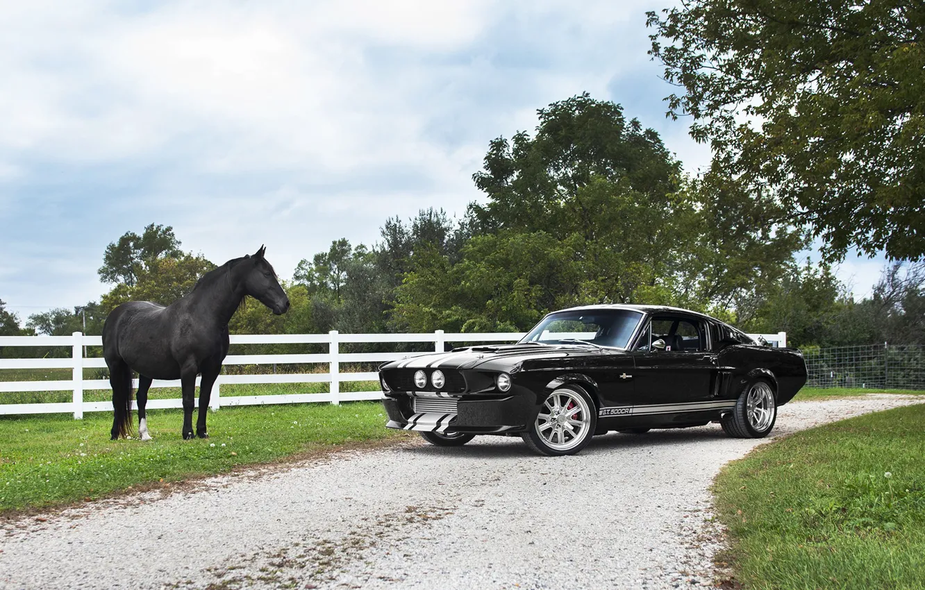 Фото обои Shelby, Black, GT500CR, Horse