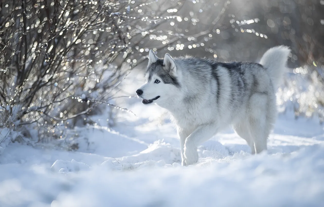 Фото обои зима, снег, собака, Хаски, Светлана Писарева