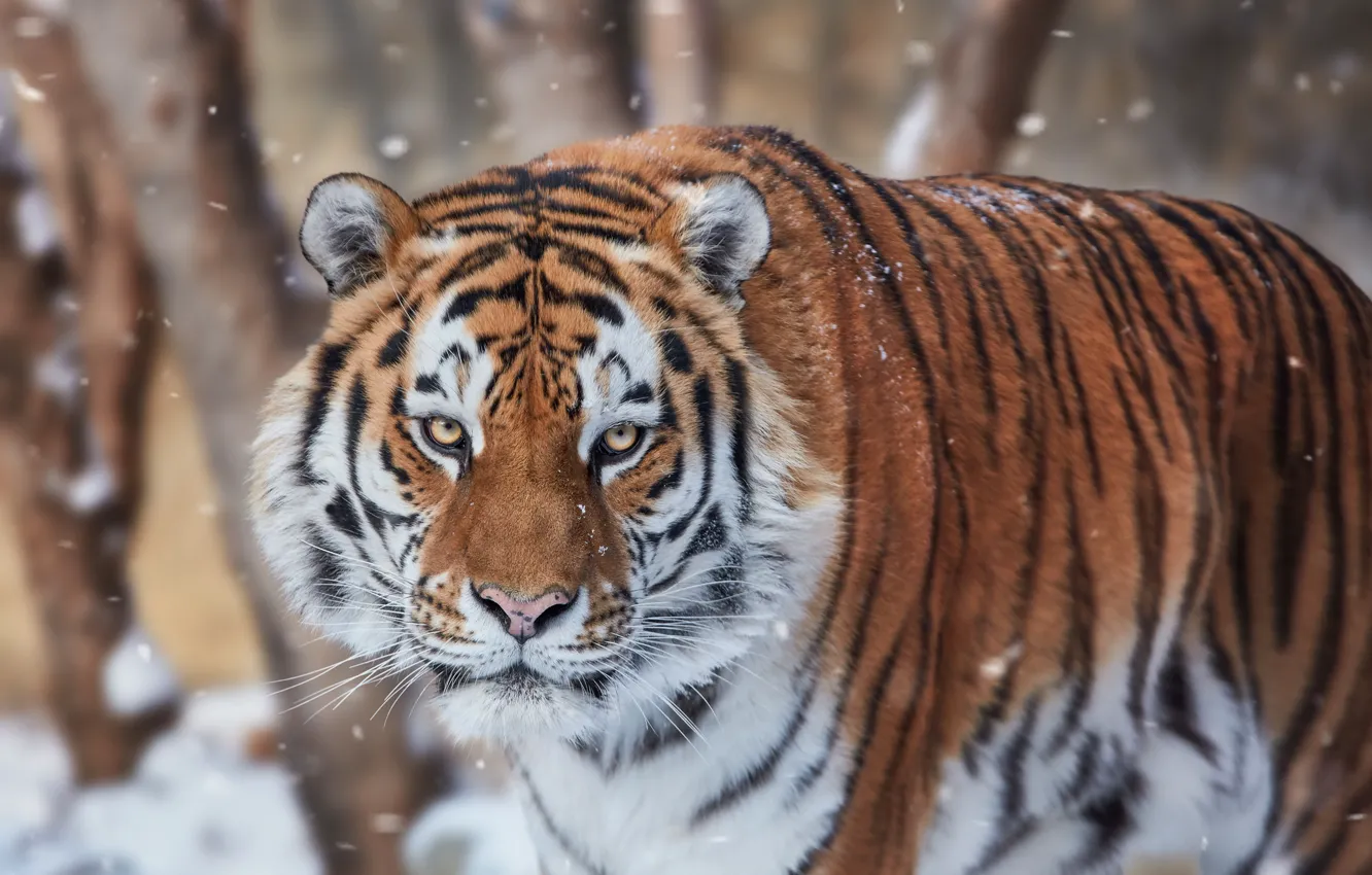 Фото обои взгляд, морда, снег, тигр, дикая кошка