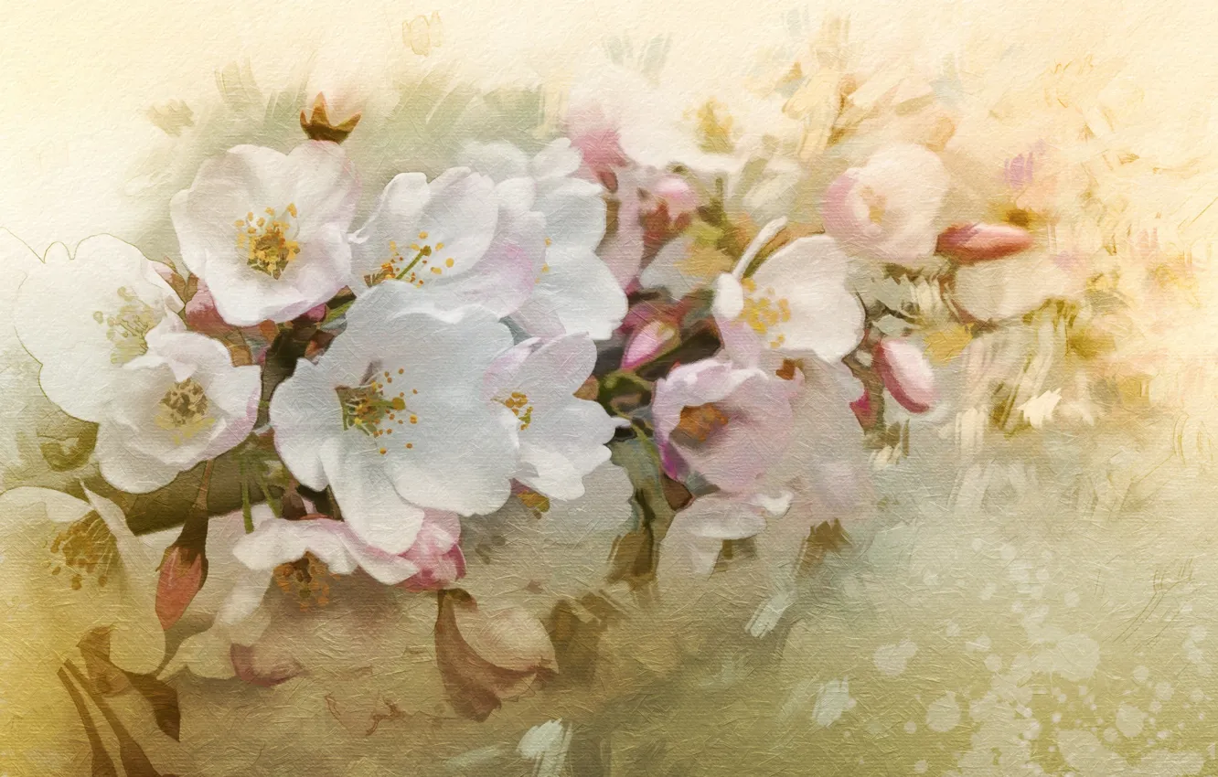 Фото обои цветы, вишня, ветка, весна, цветение