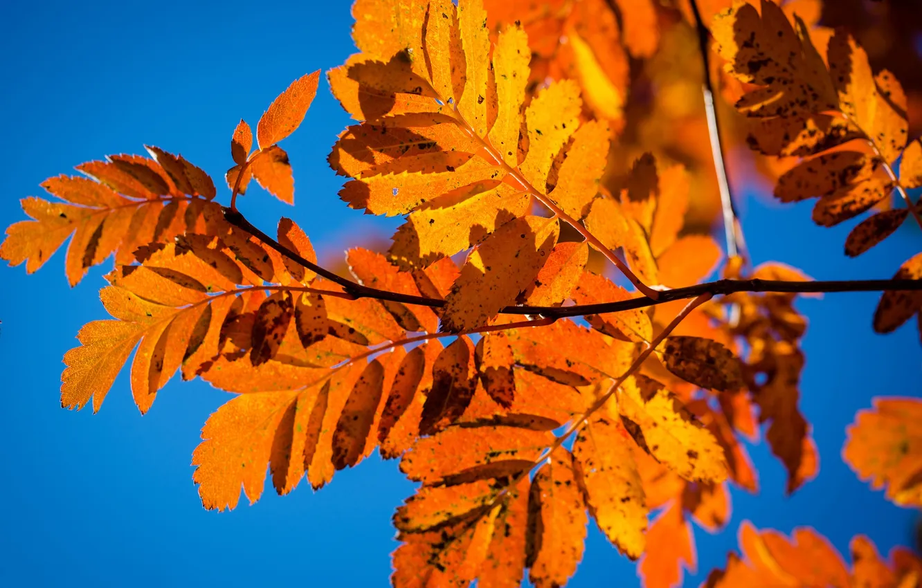 Фото обои осень, небо, листья, ветка