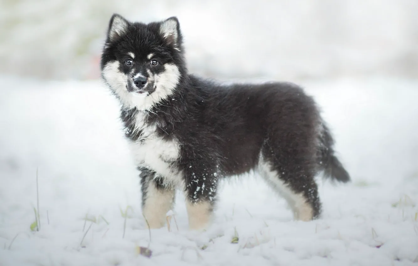 Фото обои зима, собака, щенок, финская лопарская лайка, Финский лаппхунд