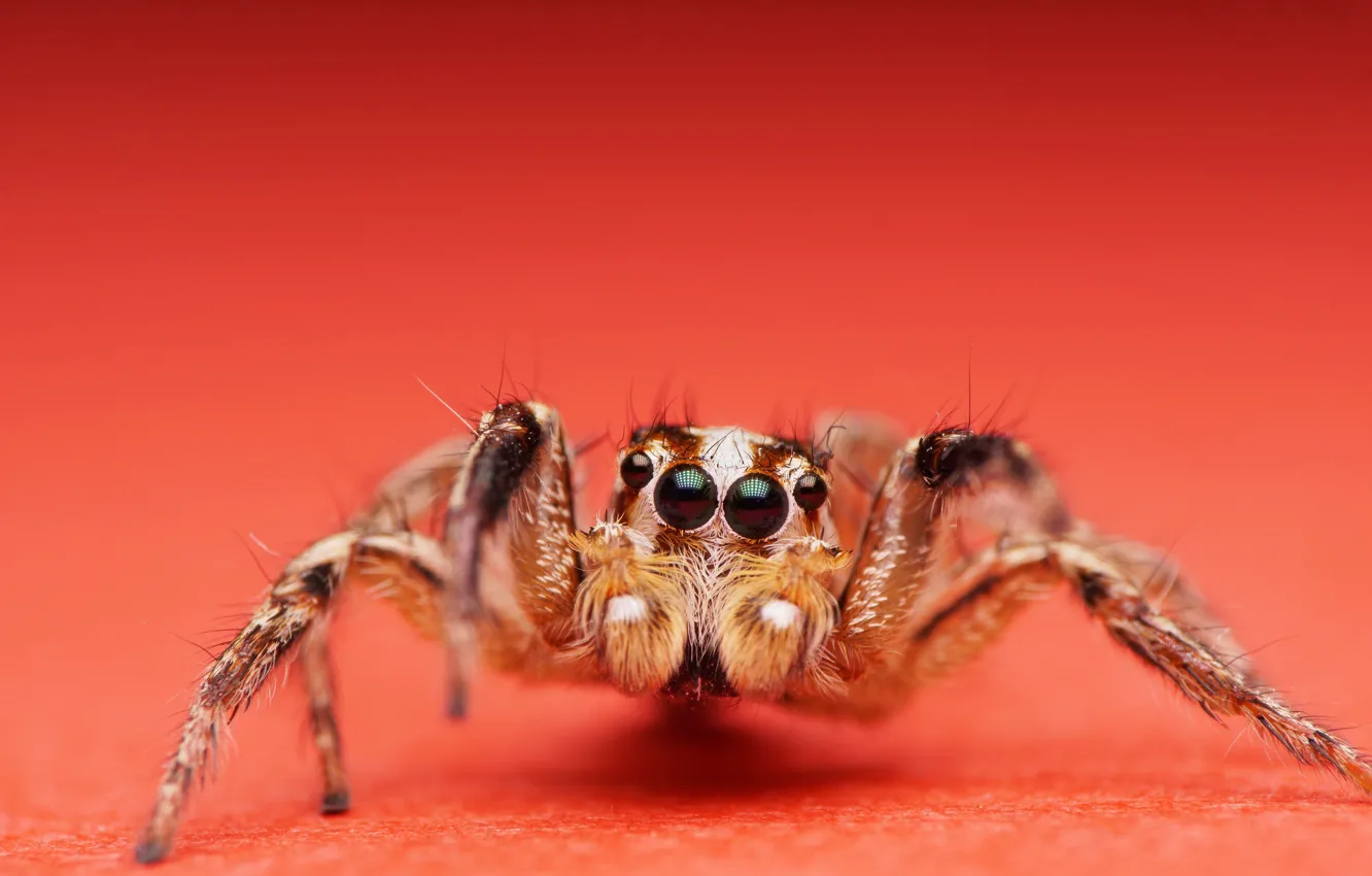 Фото обои насекомое, Jumping Spider, Plexippus paykulli