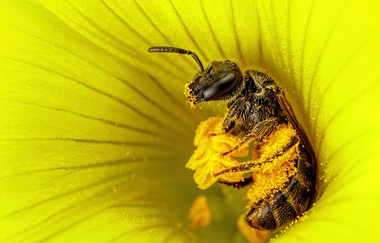 Фото обои цветок, макро, желтый, пчела, пыльца, тычинки, насекомое, сбор пыльцы