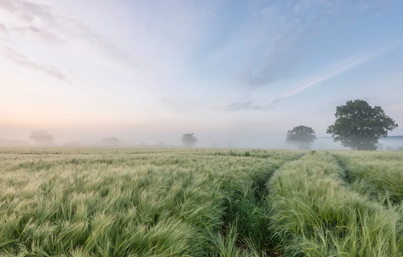 Фото обои поле, деревья, туман, утро, ячмень