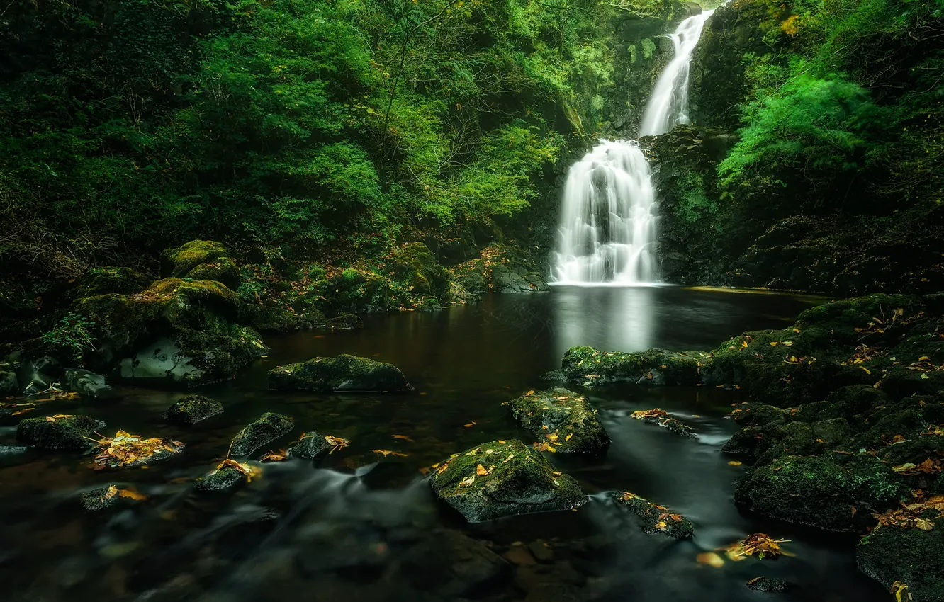 Фото обои лес, река, камни, фото, водопад