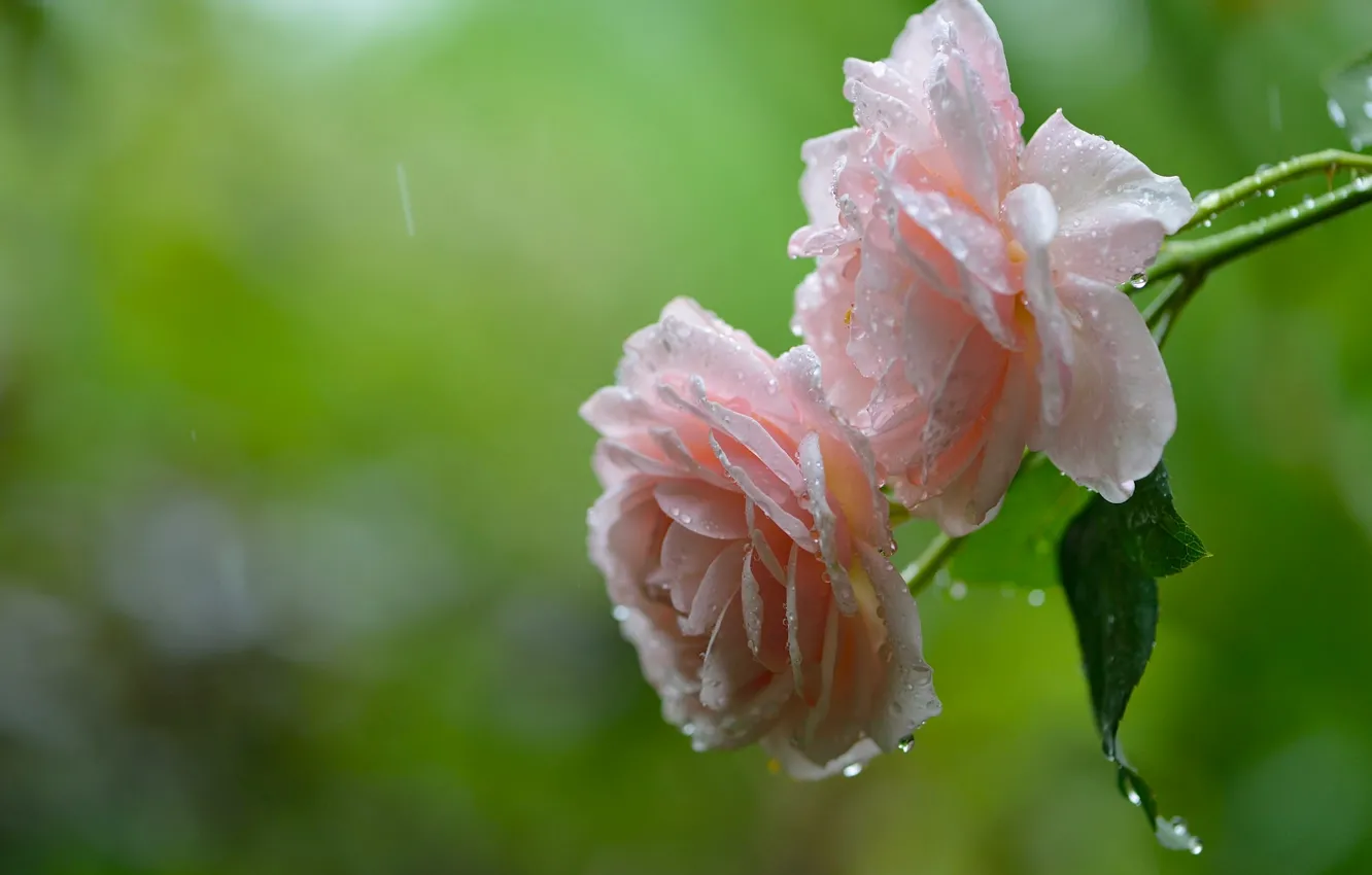 Фото обои капли, макро, дождь, розы
