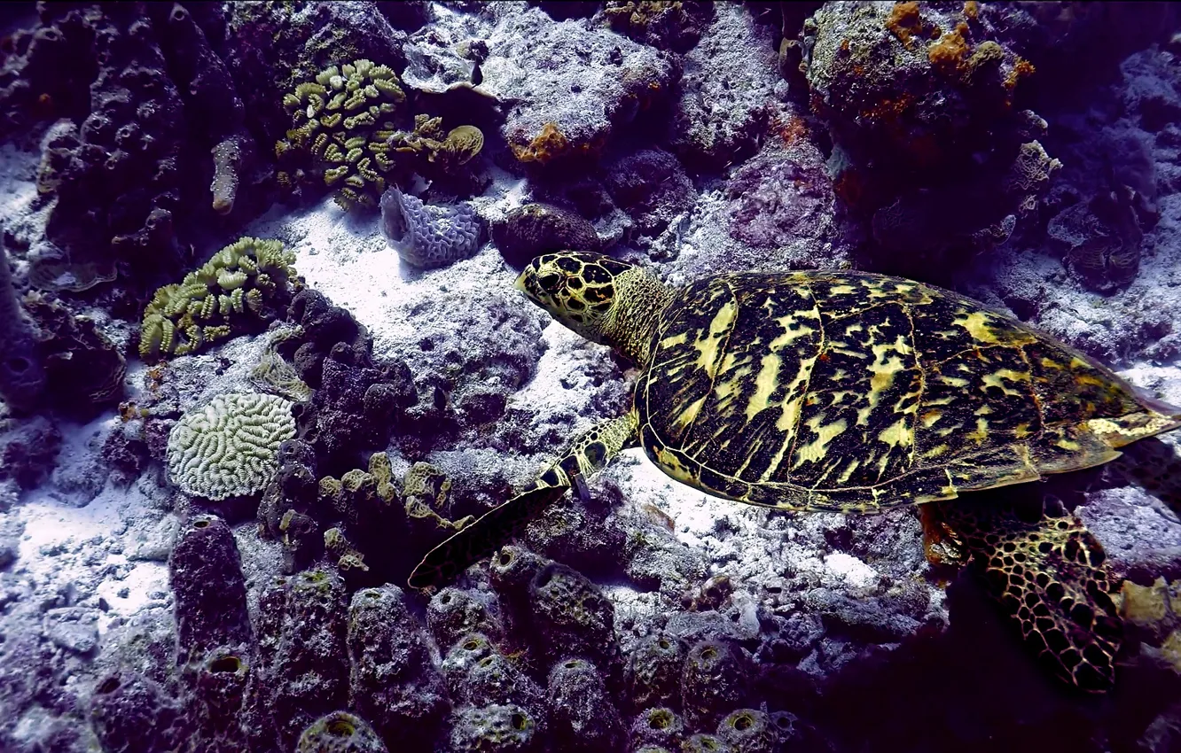 Фото обои sea, Deep Sea, turtle, seabed, sea turtle, beautiful animals, sea color, Marine colors