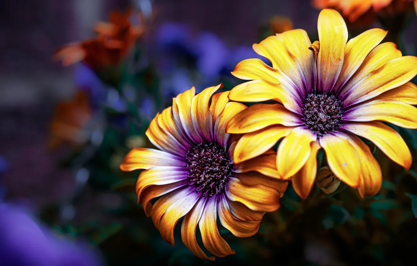 Фото обои цветы, темный фон, Остеоспермум