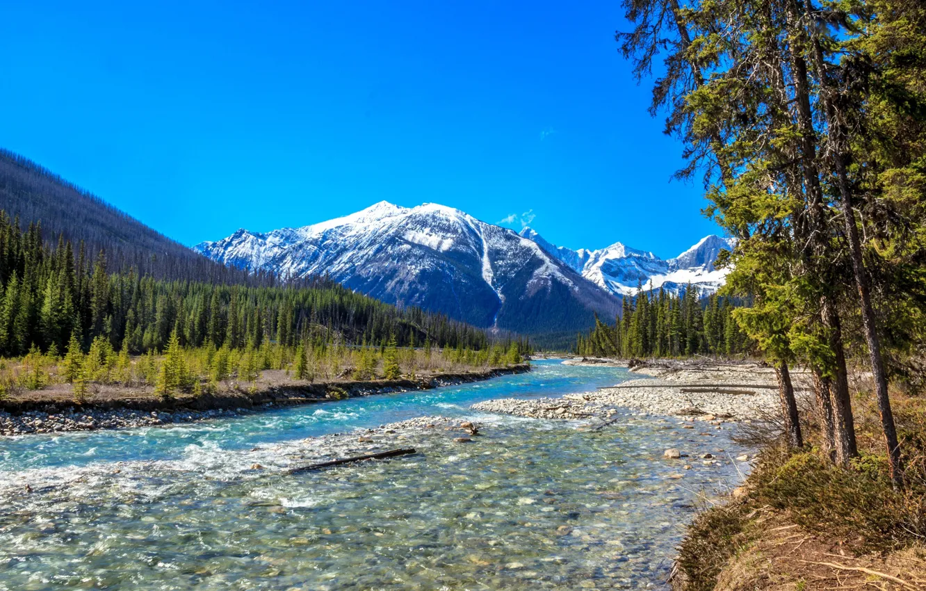 Фото обои лес, деревья, горы, река, Канада, Canada, British Columbia, Британская Колумбия