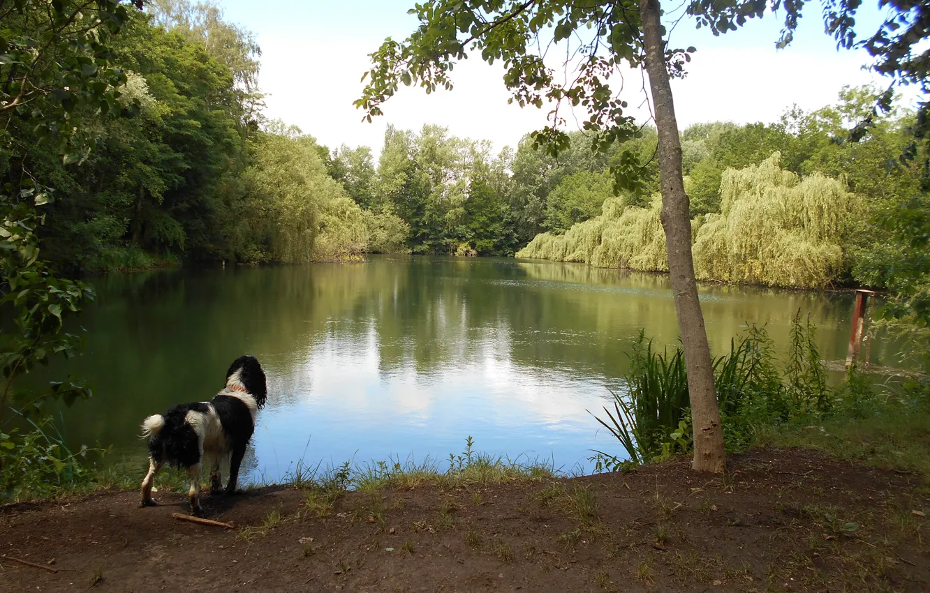 Фото обои Природа, Собака, Озеро, Nature, Dog, Lake
