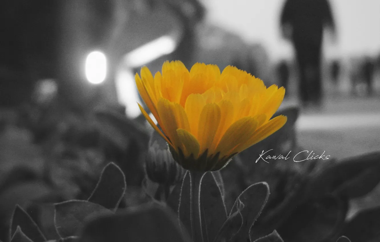 Фото обои light, wallpaper, white, black, Flower, yellow, lake, and