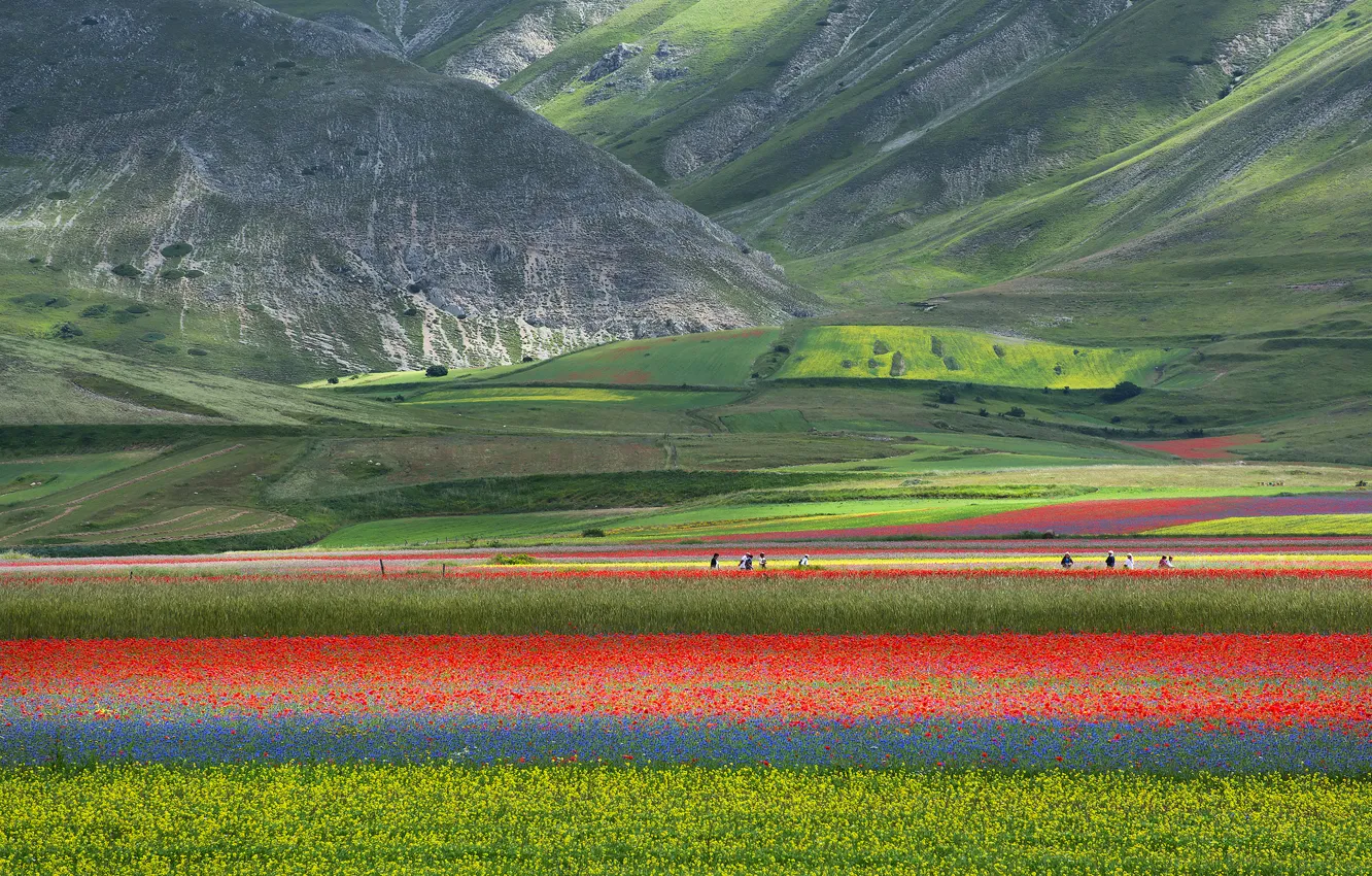 Фото обои поле, цветы, горы, природа, маки, луг, Италия