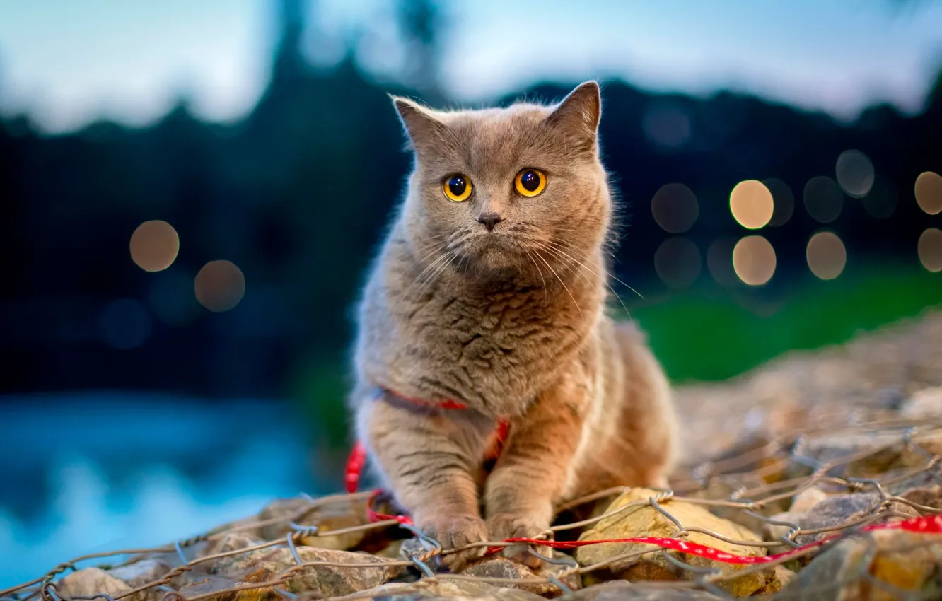Фото обои кошка, кот, блики, камни, боке
