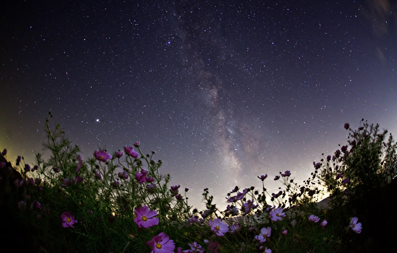 Фото обои космос, звезды, цветы, ночь, пространство, млечный путь