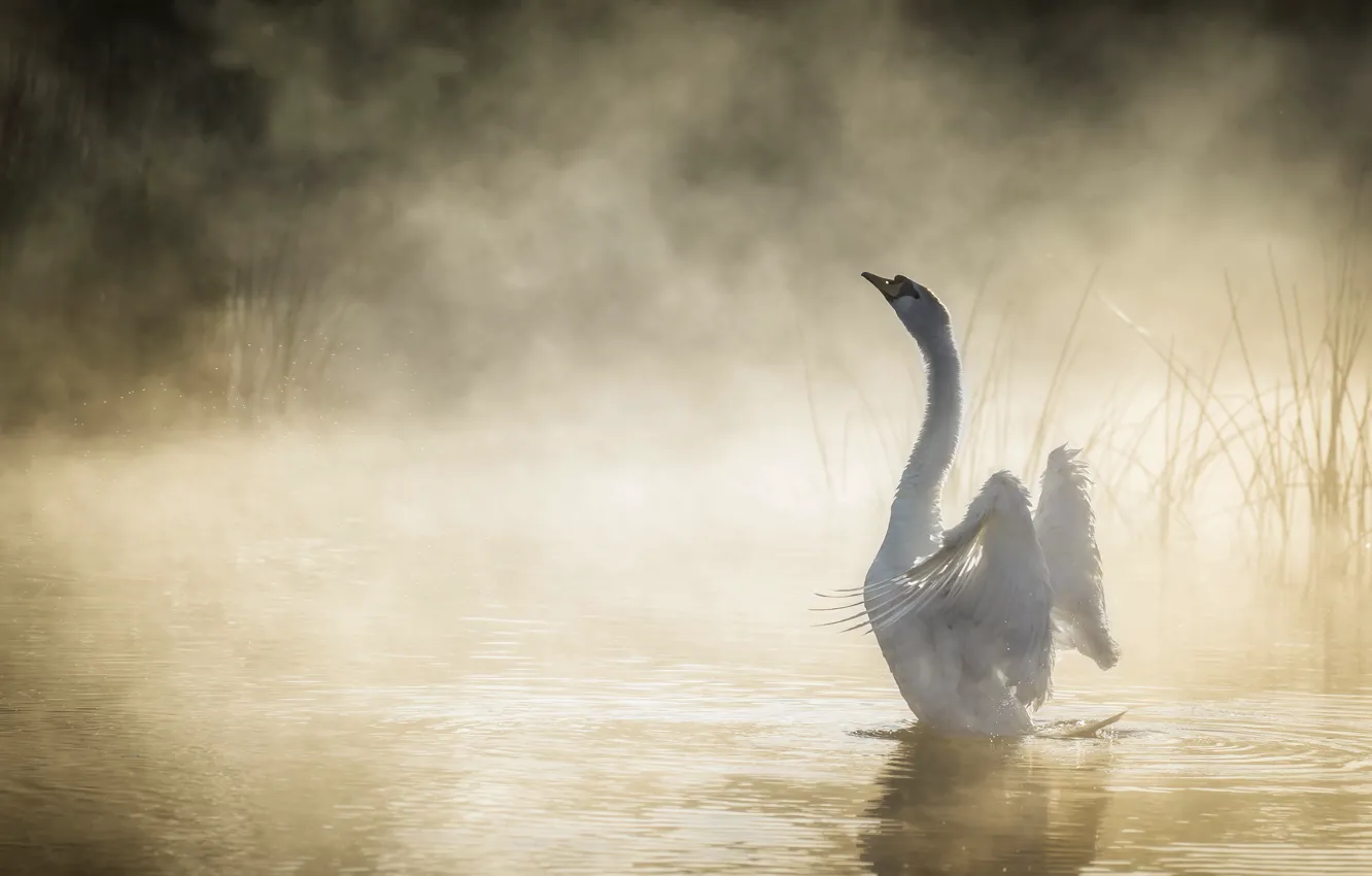 Фото обои туман, озеро, лебедь