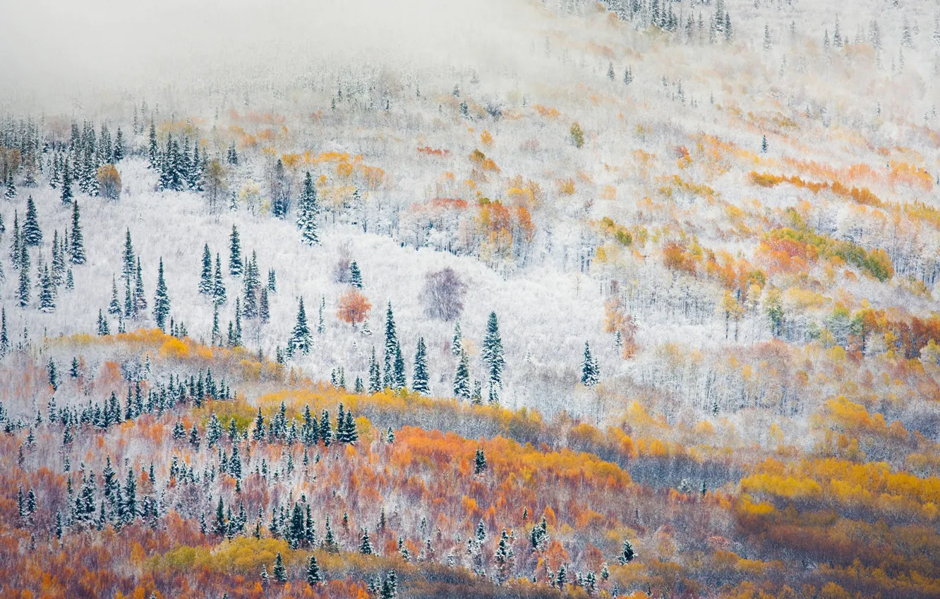 Фото обои лес, деревья, Аляска, леса, смена сизона, Фэрбенкс