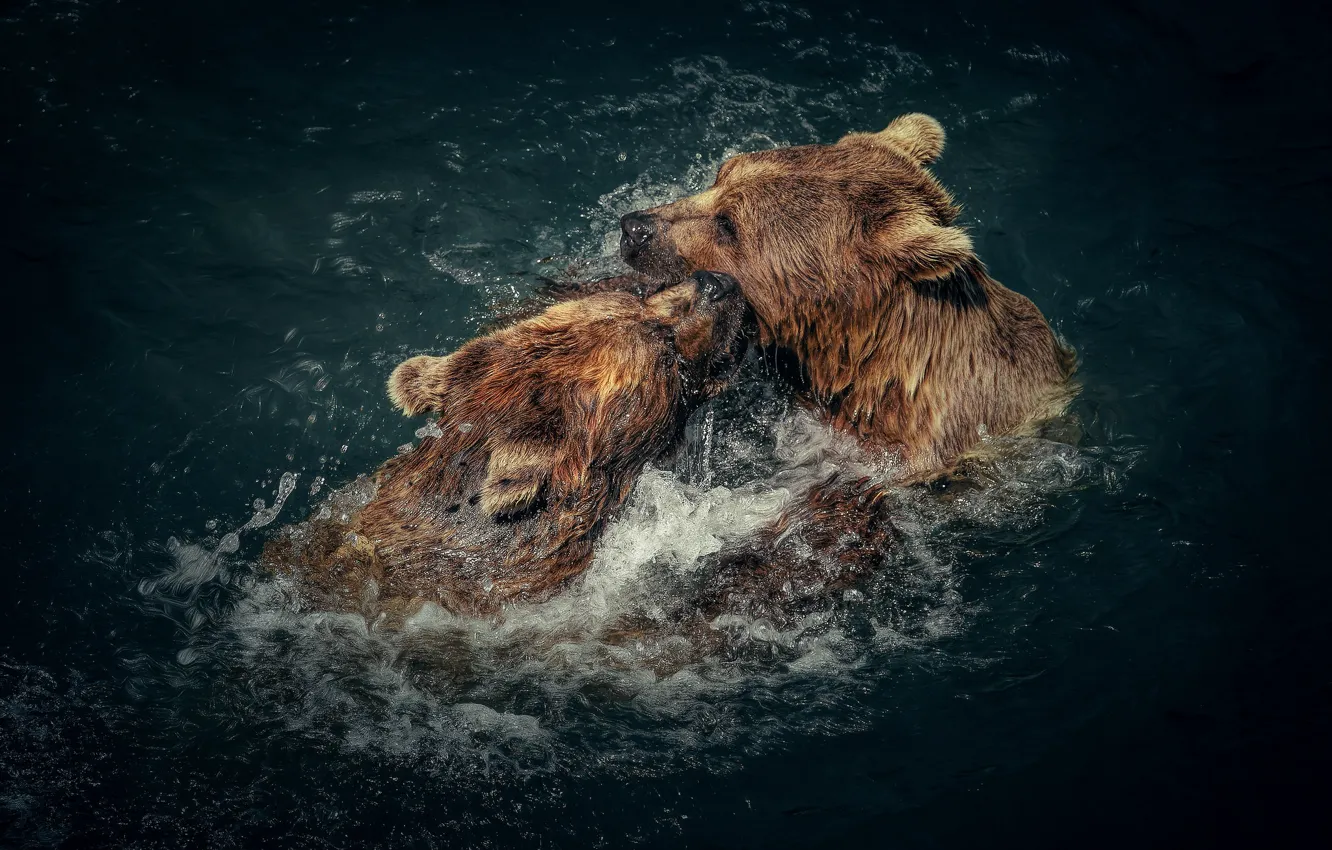 Фото обои вода, поцелуй, медведи, купание, парочка