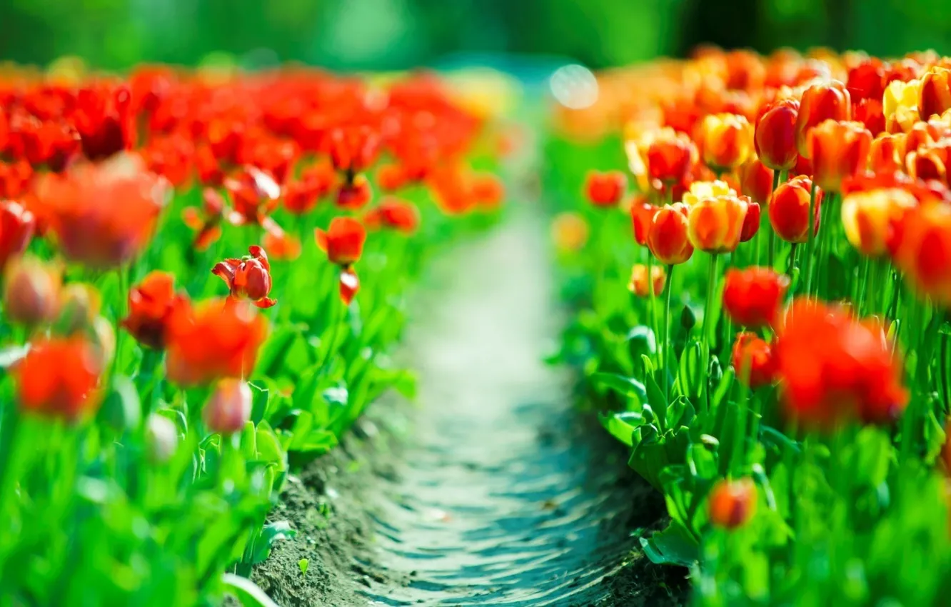 Фото обои красный, тропа, весна, тюльпаны, red, tulips, плантация, plantation