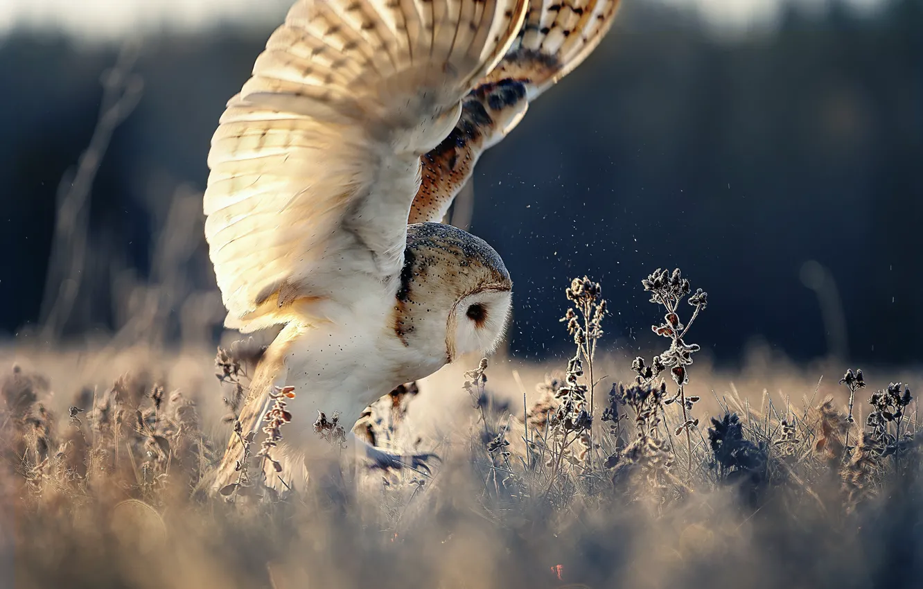 Фото обои природа, сова, птица, крылья, травы