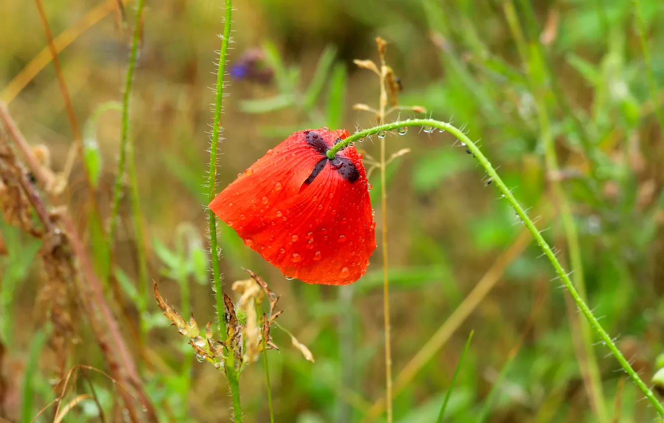 Фото обои red, flower, poppy