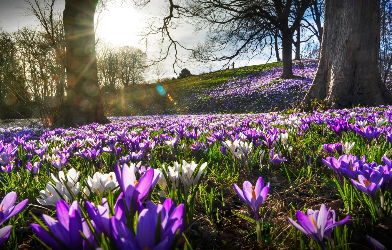 Фото обои трава, солнце, деревья, цветы, холмы, крокусы, Великобритания, Sunderland
