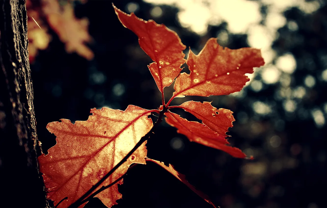 Фото обои red, nature, leaves, leaf
