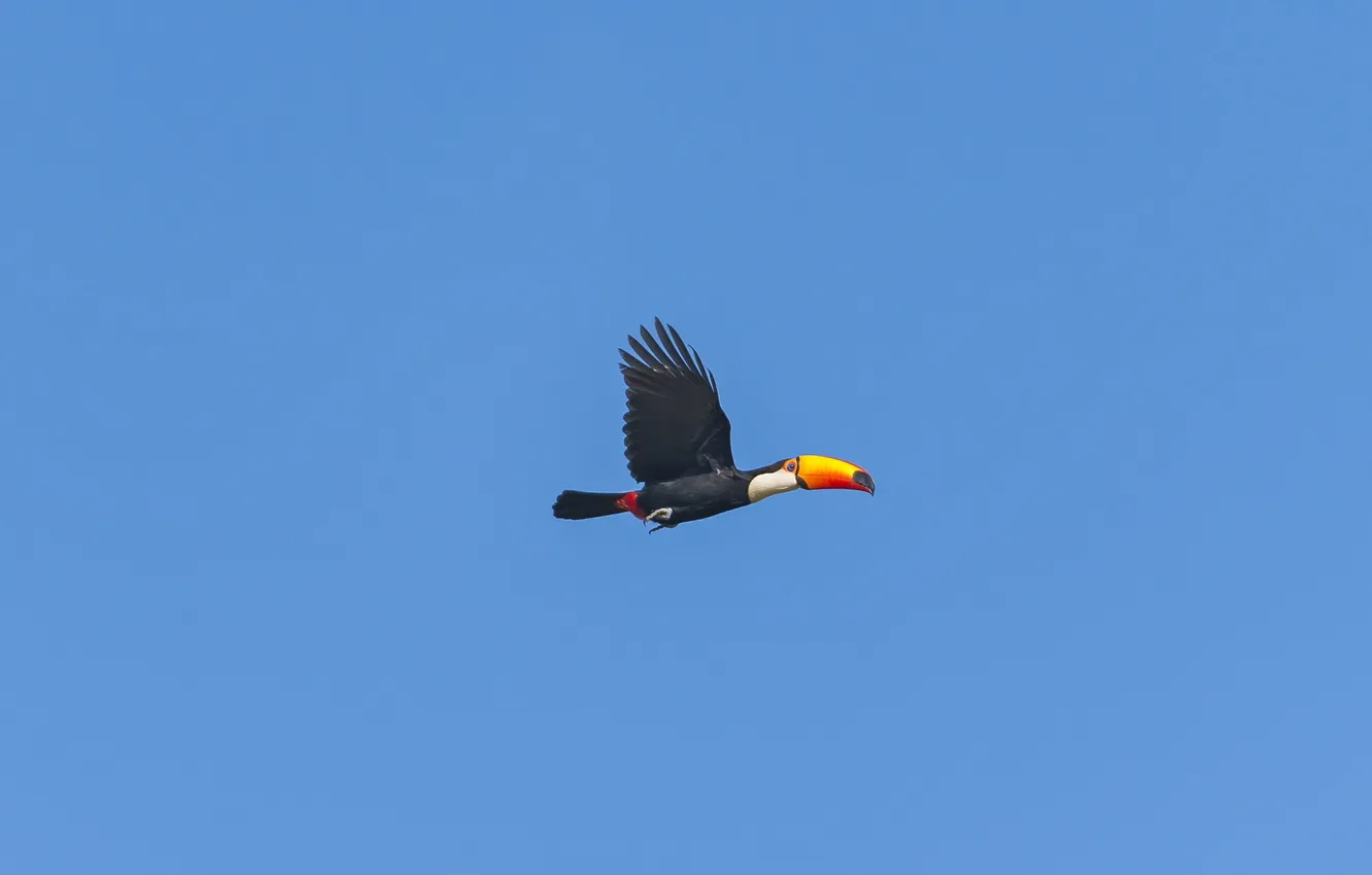 Фото обои небо, птица, toucan