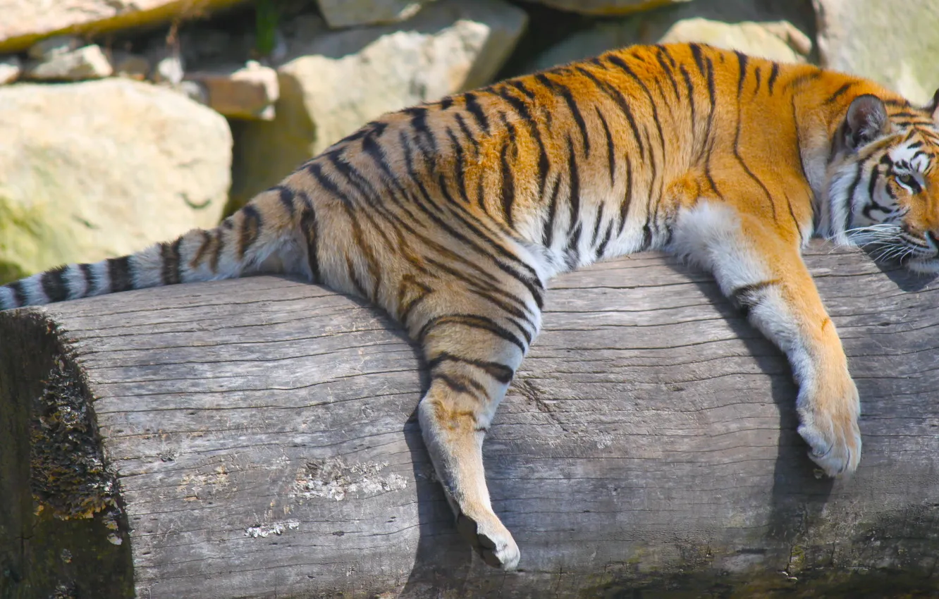 Фото обои тигр, животное, хищник, лежит, бревно, отдыхает