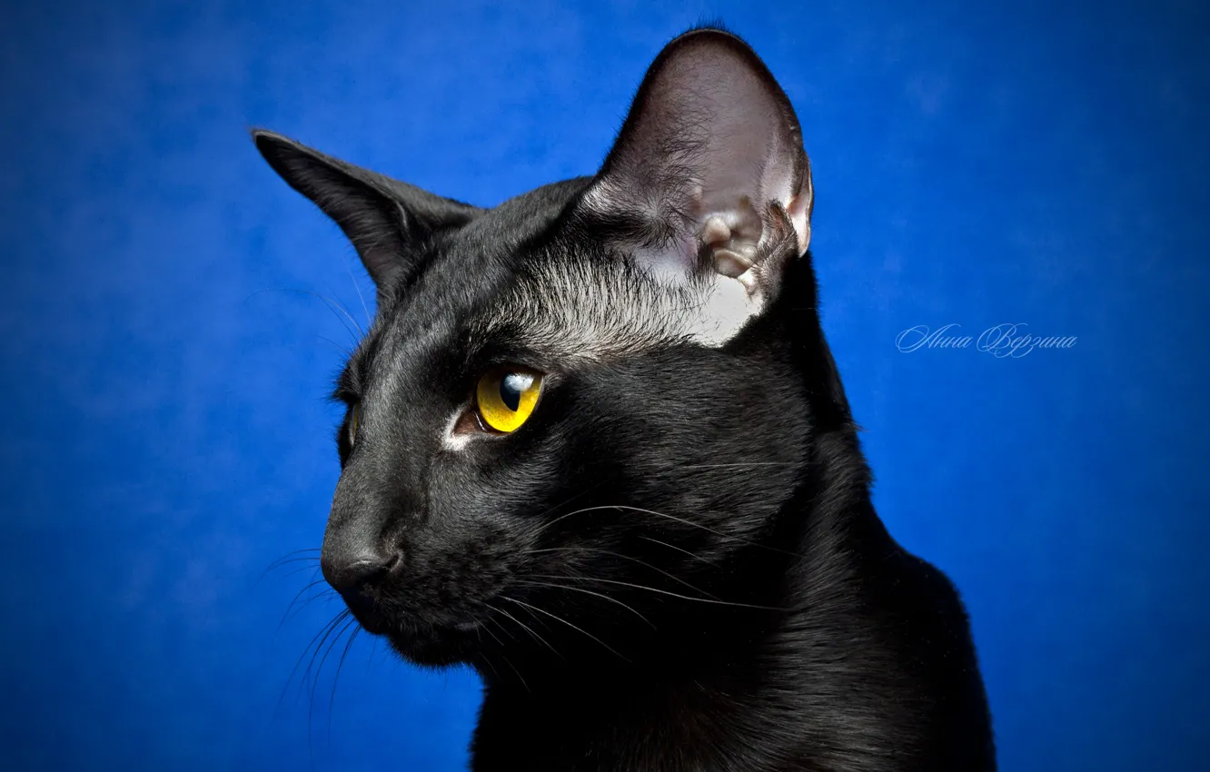 Фото обои глаза, кот, взгляд, черный кот, синий фон, ориентал
